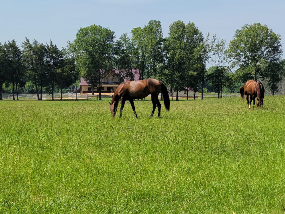 Wilkerson Ranch - a horses heaven