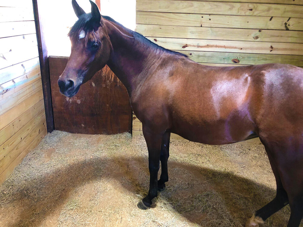 Wilkerson Ranch equine boarding