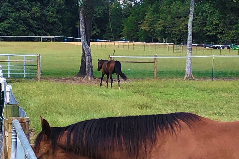 horse-pasture_IMG_8373