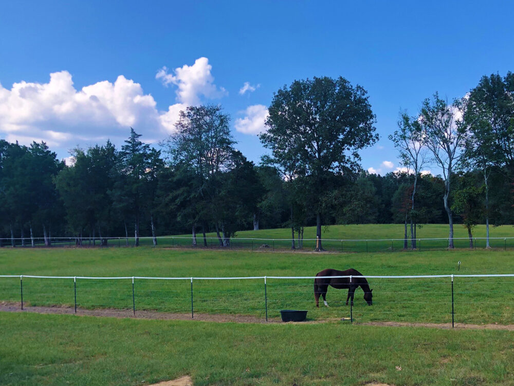 Beautiful pasture boarding at Wilkerson Ranch