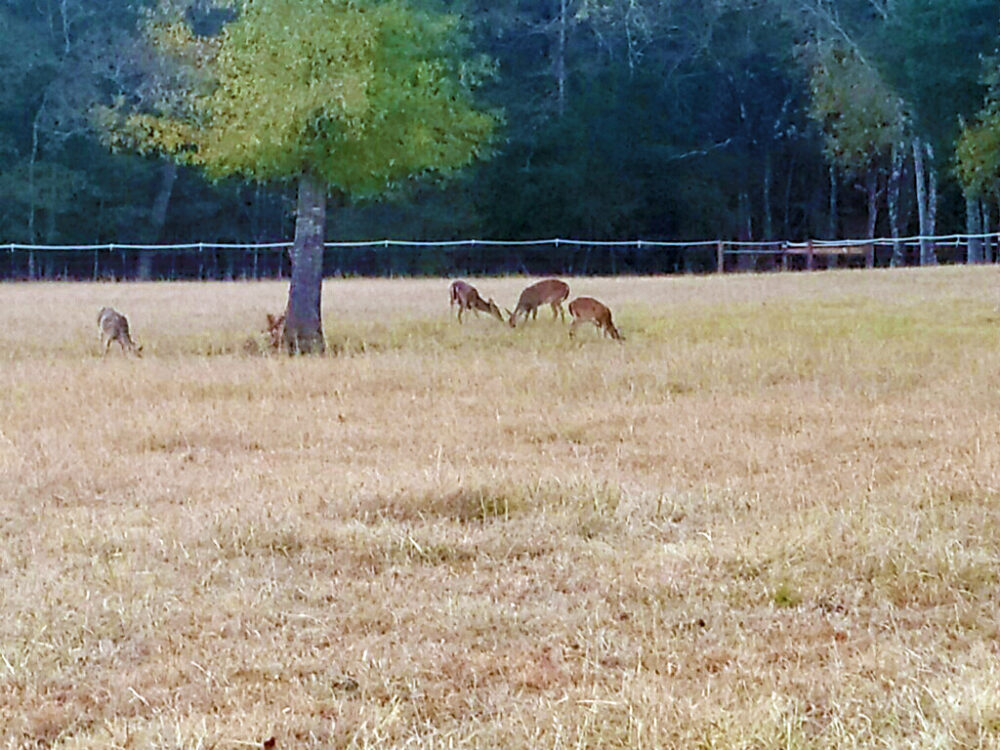 wilkerson-ranch-deer1