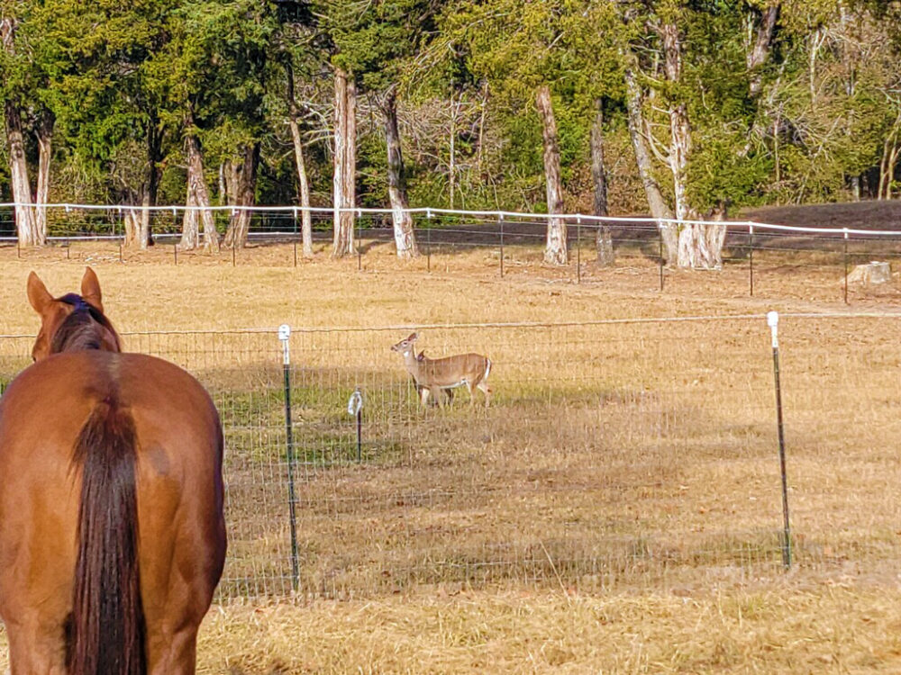 Wilkerson Ranch has a lot of wildlife activity